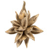 Vickerman H2STA999 6" Bleached Star Pod 1 Piece Dried