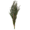 Vickerman H3LPL150 25-36" Green Lepto Longifolia. 6-7 Oz Bundle. Preserved