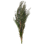 Vickerman H3LPL150 25-36" Green Lepto Longifolia. 6-7 Oz Bundle. Preserved