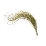 Vickerman H4BEG100-2 28-32" Dried Bear Grass Field Bunch 2 Per Pack.