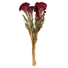 Vickerman H4CEC450 Natural Botanicals 18-24" Burgundy Dried Celosia Coxcomb 4 Oz. Bunch.
