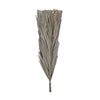Vickerman H8DAP000 Natural Botanicals 25" Natural Canna Leaf 10 Pieces Per Bunch.