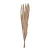 Vickerman H8DAP999 Natural Botanicals 25" Bleached Canna Leaf  10 Pieces Per Bunch.
