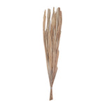 Vickerman H8DAP999 Natural Botanicals 25" Bleached Canna Leaf  10 Pieces Per Bunch.