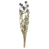 Vickerman H4ECH000 Natural Botanicals 21-24" Natural Preserved Echinops 4 Oz. Bunch.