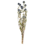 Vickerman H4ECH000 Natural Botanicals 21-24" Natural Preserved Echinops 4 Oz. Bunch.