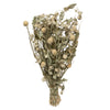 Vickerman H4GOM000 Natural Botanicals 17-19" Cream Dried Gomphrena Globe Amaranth 4 Oz. Bunch.