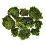 Vickerman H4MMP150 Premium Green Mood Moss Preserved