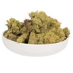 Vickerman H4RDM105 Box Light Green Moss Reindeer- 9 Lb Bulk  Preserved