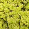 Vickerman H4RDM110 Box Lime Green Moss Reindeer- 9 Lb Bulk Preserved
