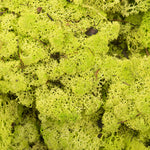 Vickerman H4RDM110 Box Lime Green Moss Reindeer- 9 Lb Bulk Preserved