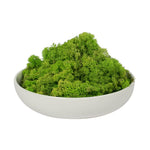 Vickerman H4RDM125-2 Natural Botanicals 2 Lb. Apple Green Reindeer Moss. This Is A Natural And Preserved Product.