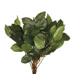 Vickerman H4SALB100 16-22" Basil Salal - Bulk - Premium Approximately 10 Lbs Per Box Preserved