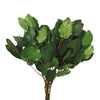 Vickerman H4SALB115 16-22" Spring Green Salal - Bulk - Premium Approximately 10 Lbs Per Box Preserved