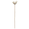 Vickerman H7BFS999 Natural Botanicals 20" Bullet Flower Bleached On Stem. Includes 50 Stems Per Pack.
