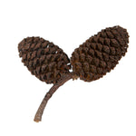 Vickerman H7BIP000 Natural Botanicals 0.8" Birch Pine Natural. Includes 1 Kilogram Of Product Per Unit.