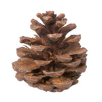 Vickerman H7BLPM000 Natural Botanicals 2" Blue Pine Natural. Includes 100 Pieces Per Unit