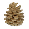 Vickerman H7BLPM999 Natural Botanicals 2" Blue Pine Bleached. Includes 25 Pieces Per Unit