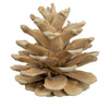 Vickerman H7BLPS999 Natural Botanicals 1.5" Blue Pine Bleached. Includes 50 Pieces Per Unit