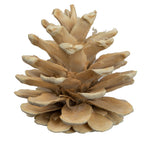 Vickerman H7BLPS999 Natural Botanicals 1.5" Blue Pine Bleached. Includes 50 Pieces Per Unit