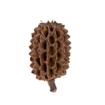 Vickerman H7CAS000 Natural Botanicals 0.6" Casurina. Includes 8.8 Lbs Per Pack