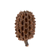 Vickerman H7CAS000 Natural Botanicals 0.6