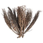 Vickerman H7COJ000 Natural Botanicals 32