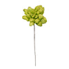 Vickerman H7MAD100 Natural Botanicals 6" Basil Maize Dahlia On 18" Wire Stem- 6 Stem/Bag. Natural Product Dried.