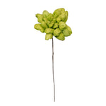 Vickerman H7MAD100 Natural Botanicals 6" Basil Maize Dahlia On 18" Wire Stem- 6 Stem/Bag. Natural Product Dried.