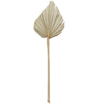 Vickerman H7PAS000 Natural Botanicals 20" Palm Spear Natural. Includes 50 Pieces Per Pack.