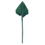 Vickerman H7PAS175 Natural Botanicals 15.75 - 19.5" Emerald Dried Palm Spear 12 Per Bag.