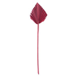 Vickerman H7PAS475 Natural Botanicals 15.75 - 19.5" Deep Red Dried Palm Spear 12 Per Bag.