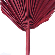 Vickerman H7PAS475 Natural Botanicals 15.75 - 19.5