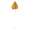 Vickerman H7PAS725 Natural Botanicals 15.75 - 19.5" Aspen Gold Dried Palm Spear 12 Per Bag.