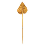 Vickerman H7PAS725 Natural Botanicals 15.75 - 19.5" Aspen Gold Dried Palm Spear 12 Per Bag.