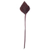 Vickerman H7PAS850 Natural Botanicals 15.75 - 19.5" Chocolate Dried Palm Spear 12 Per Bag.