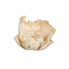 Vickerman H7PCL999 Natural Botanicals 2.75" Palm Cap Bleached. Includes 25 Pieces Per Pack.