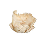 Vickerman H7PCL999 Natural Botanicals 2.75" Palm Cap Bleached. Includes 25 Pieces Per Pack.