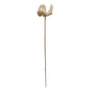 Vickerman H7PCS999 Natural Botanicals 2.75" Palm Cap White Wash On Stem. Includes 25 Pieces Per Pack.