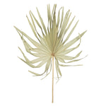 Vickerman H7PLC000 Natural Botanicals 32-40" Natural Dried Palm Leaf Uncut- 12 Stem/ Polybag. Dried And Preserved.