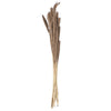 Vickerman H7PMP000 Natural Botanicals 39 - 47" Natural Dried Pampas 24 Per Bag.