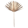 Vickerman H7PPS250 Natural Botanicals 13.75 - 19.5" Metallic Gold Dried Palm Sun Spear 12 Per Bag.