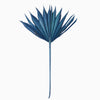 Vickerman H7PPS525 Natural Botanicals 13.75 - 19.5" Midnight Blue Dried Palm Sun Spear 12 Per Bag.