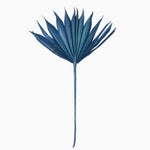 Vickerman H7PPS525 Natural Botanicals 13.75 - 19.5" Midnight Blue Dried Palm Sun Spear 12 Per Bag.