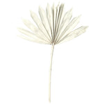 Vickerman H7PPS905 Natural Botanicals 13.75 - 19.5" White Wash Dried Palm Sun Spear 12 Per Bag.