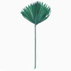 Vickerman H7PSS175 Natural Botanicals 13.75 - 19.5" Emerald Dried Palm Sun Spear 12 Per Bag.