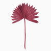 Vickerman H7PSS475 Natural Botanicals 13.75 - 19.5" Deep Red Dried Palm Sun Spear 12 Per Bag.