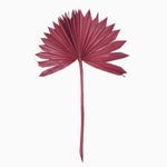 Vickerman H7PSS475 Natural Botanicals 13.75 - 19.5" Deep Red Dried Palm Sun Spear 12 Per Bag.