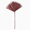 Vickerman H7PSS850 Natural Botanicals 13.75 - 19.5" Chocolate Dried Palm Sun Spear 12 Per Bag.