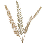 Vickerman H7RSN000 Natural Botanicals 27" Rahul Stick Natural 8 Stems/Bunch. Includes Eight Rahul Sticks.
